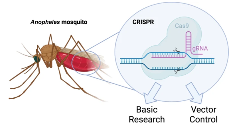 Gene Drive Technology & Malaria Control