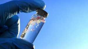 Microplastics in Blue Carbon Ecosystems