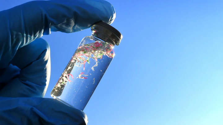 Microplastics in Blue Carbon Ecosystems