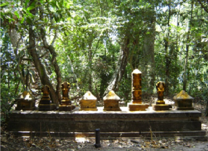 Kerala’s Sacred Grove Restoration Project