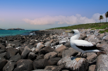 Abrolhos Marine National Park