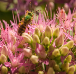 Melittology and Cross-Pollination in Commercial Crops