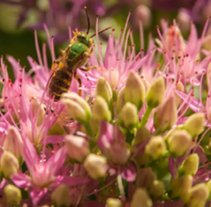 Melittology and Cross-Pollination in Commercial Crops