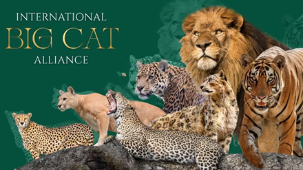 International Big Cat Alliance (IBCA)