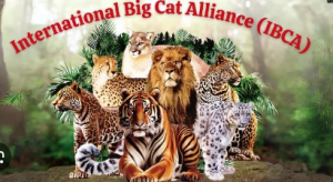International Big Cat Alliance (IBCA): India’s Global Conservation Leadership