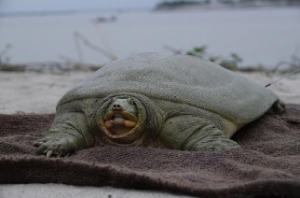 India’s First Satellite-Tagged Ganges Softshell Turtle Released