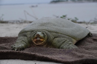 India’s First Satellite-Tagged Ganges Softshell Turtle Released