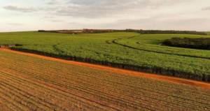 Decentralised Bioenergy Systems: Strengthening Domestic Energy Security