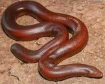 DRI Recovers Two Indian Red Sand Boa Snakes