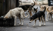 SC Allows Euthanasia of ‘rabid, Dangerous’ Dogs