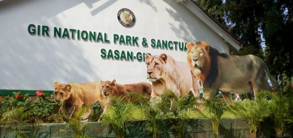 Asiatic Lion Fatalities & Babesia Infection
