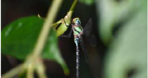 Rare dragony resurfaces in Arunachal