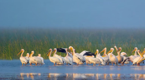 Chhari-Dhand Wetland Conservation Reserve