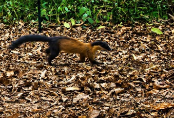 First Ever Sighting of Yellow-Throated Marten in Kaziranga National Park