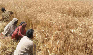 Wheat Cultivation