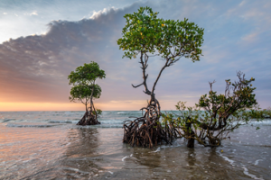 Mangroves