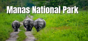 The Ecological Revival of Manas: Assam's First Grass Nursery Initiative