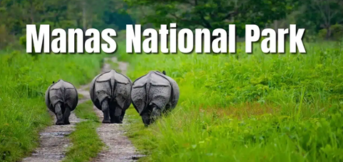 The Ecological Revival of Manas: Assam's First Grass Nursery Initiative