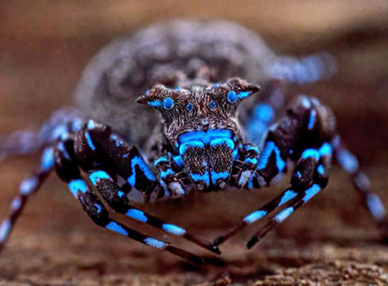 Unlocking Africa's Water Tower: Dozens of New Species Discovered on Angola's Lisima Plateau