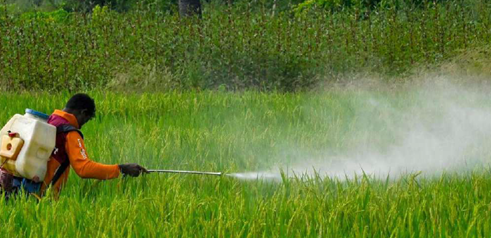 Paraquat Toxicity and Regulatory Framework