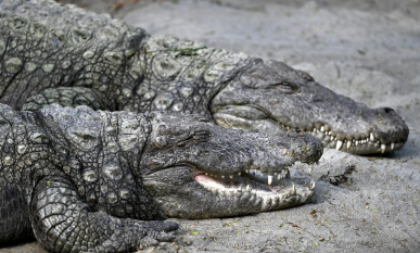 Smart Village Initiative in Odisha: AI-Based Crocodile Alert System
