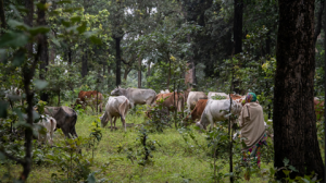 Not Binary: India Can Save Its Forests by Winning the War on Poverty