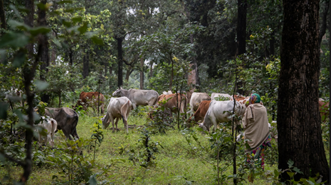 Not Binary: India Can Save Its Forests by Winning the War on Poverty