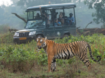 Karnataka Resumes Safaris in Bandipur & Nagarahole Tiger Reserves