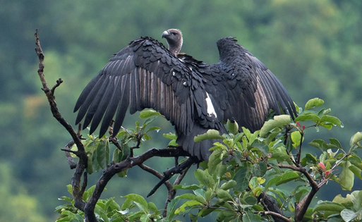 White-Rumped Vulture Electrocuted in Mudumalai