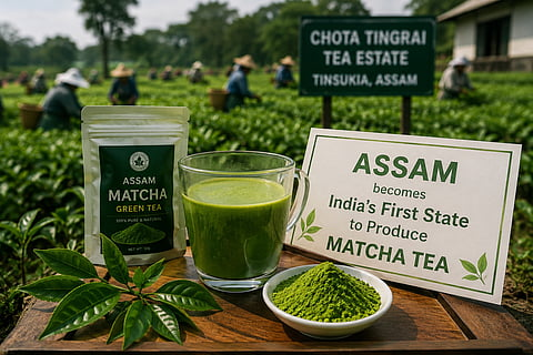 India's First Commercially Produced Matcha: A Milestone in Tea Cultivation
