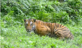 Nameri Tiger Reserve: Four-Fold Increase in Tiger Population