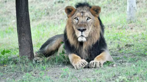 From Conservation Success to Conservation Security: Second Home for Asiatic Lions
