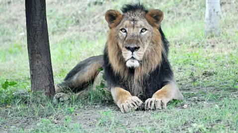 From Conservation Success to Conservation Security: Second Home for Asiatic Lions