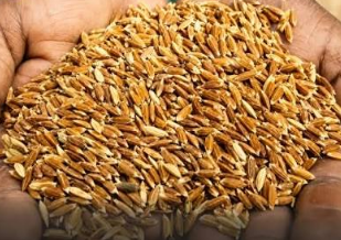 NFSA Amendment and Antyodaya Anna Yojana (AAY): Equity vs Food Security Federalism
