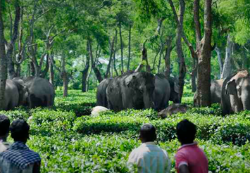 Rainfall as Key Driver of Elephant Movement in Western Ghats