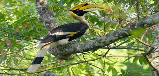 Indian Grey Hornbill Breeds Successfully in Gir Four Years After Reintroduction