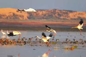 Restored Mansbal Lake Attracts Migratory Birds