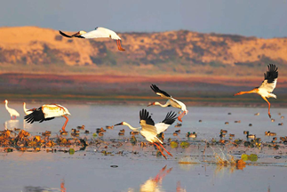 Restored Mansbal Lake Attracts Migratory Birds