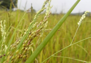 Himachal Farmers Pioneer Sustainable Cultivation of Kutki