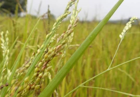 Himachal Farmers Pioneer Sustainable Cultivation of Kutki