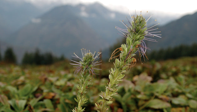 What is Picrorhiza kurroa (Kutki)?