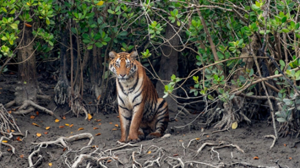 Mangrove Restoration in Sundarbans: West Bengal's Plan to Reclaim Encroached Forests