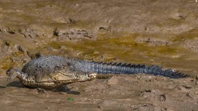 About Saltwater Crocodile