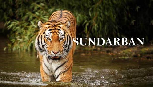 Where is Sundarbans?