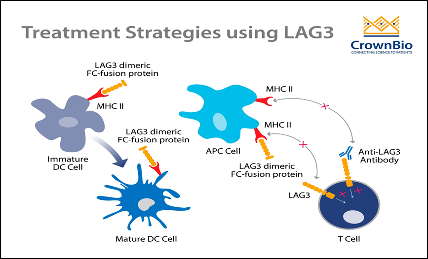 What is LAG-3-based Dual Immunotherapy (RELATLIMAB + NIVOLUMAB)?