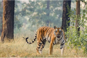 India's New Conservation Frontier (TOTR Initiative)