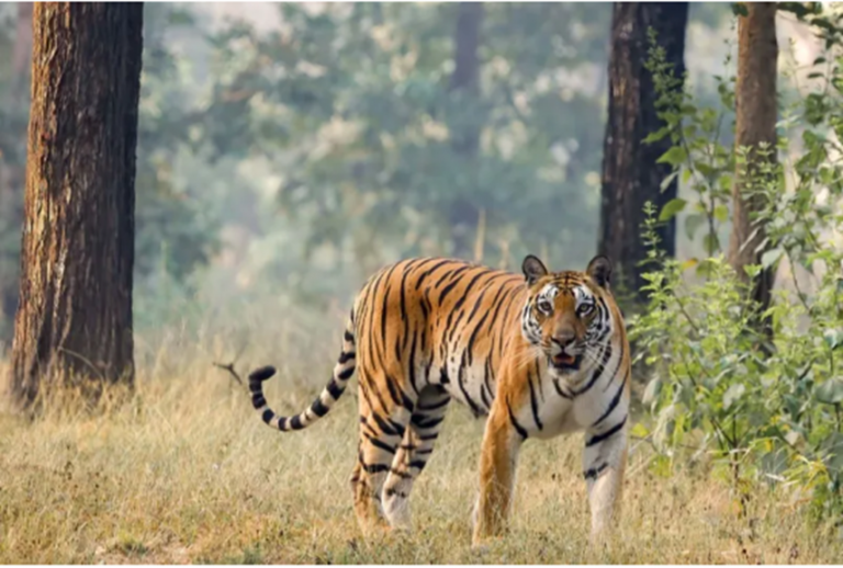 India’s New Conservation Frontier (TOTR Initiative)