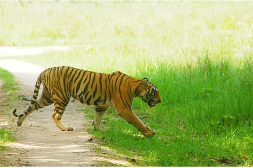 Project Tiger
