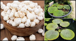 What is Makhana (Fox Nut)?