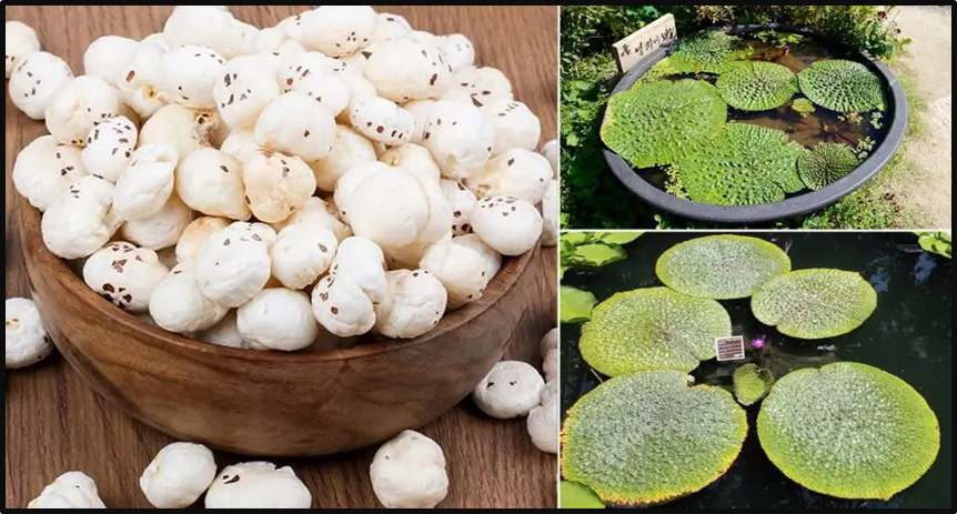 What is Makhana (Fox Nut)?